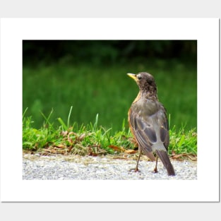 American Robin-5 Posters and Art